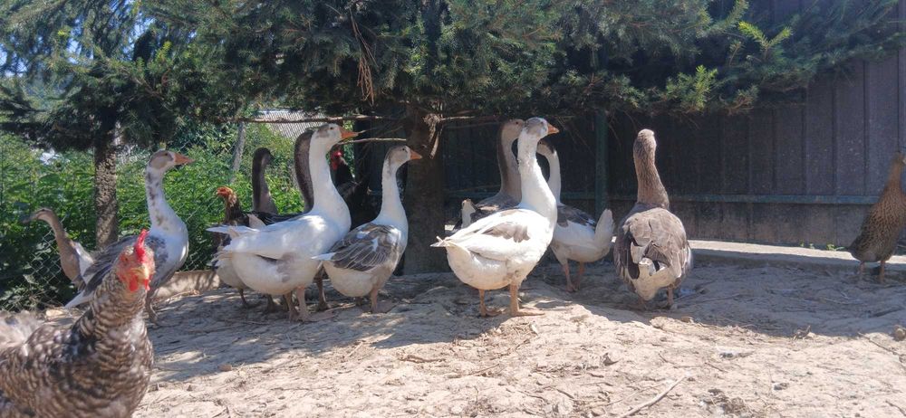 Гуси домашні, молодняк, мішані