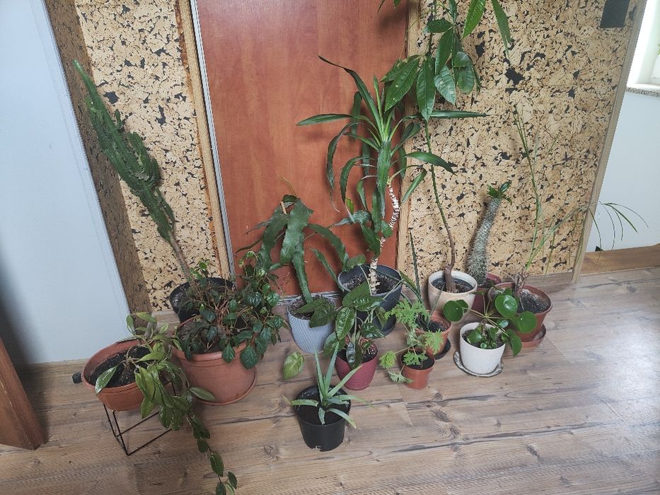 Wszystkie kwiaty doniczkowe sprzedam