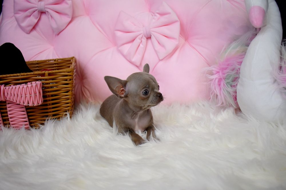 Chihuahua liliowy piesek do odbioru