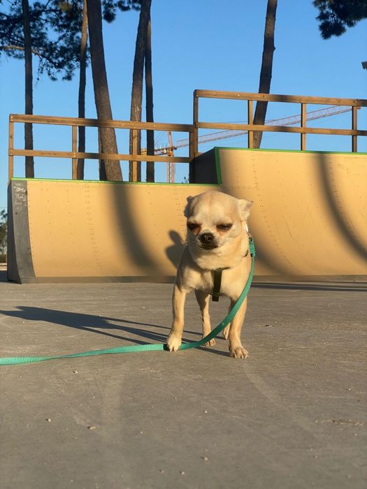 Procuro namorada Chihuahua Miniatura