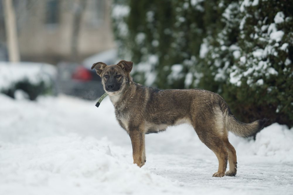 Цуценя в добрі руки. Дівчинка