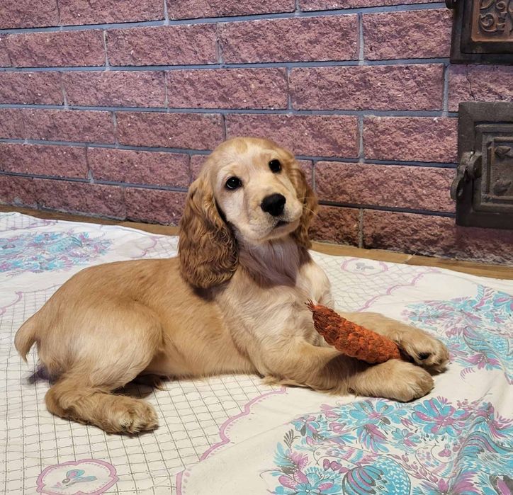 цуценята Кокер-спанієль! грайливі і люблючі)