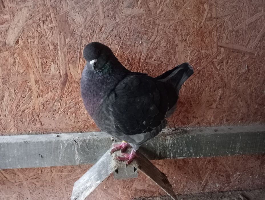 Sprzedam Gołębie Kingi! Zamienię na Mondainy!