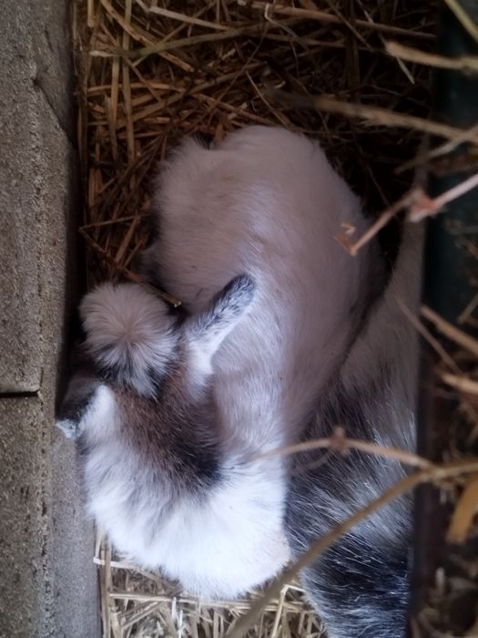 Cabrinhas anas para companhia