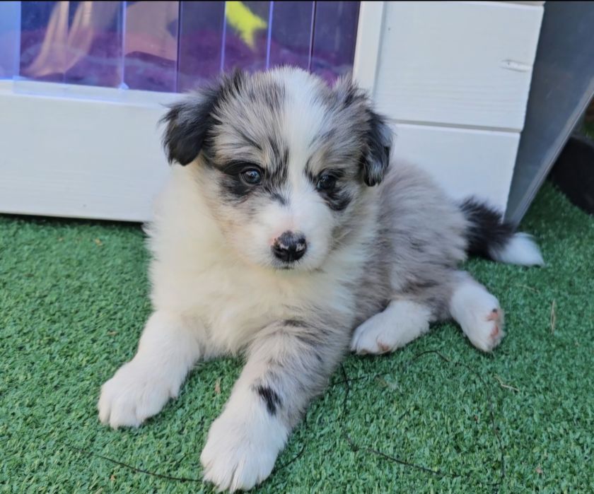 Valentino FCI Zkwp Border Collie