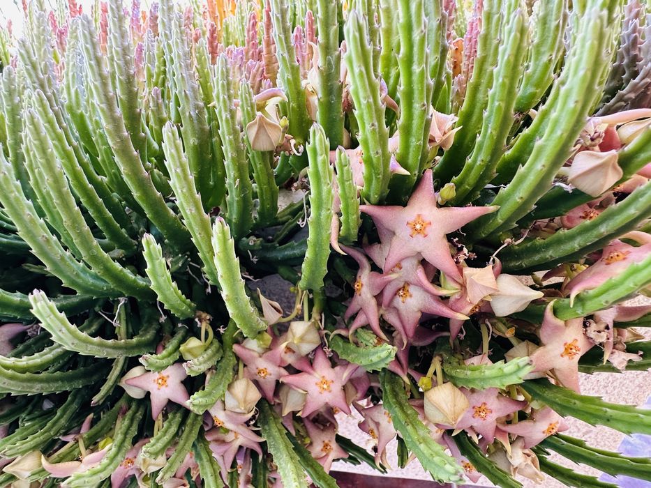 Promoção 60 suculentas inclui variegatas