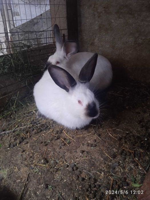 продам самцiв i самок