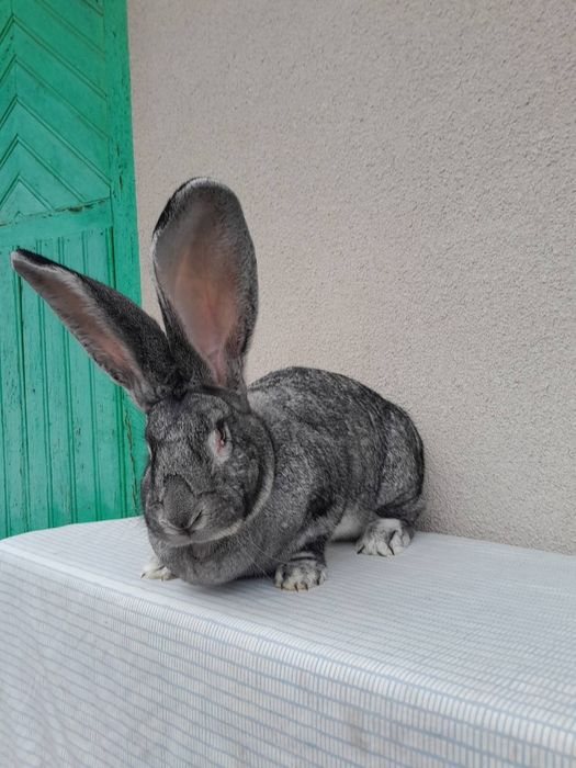 Кролі кроликі Самка