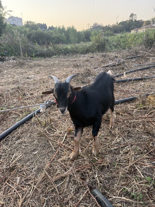 Cabrito raça 9 meses melhor oferta