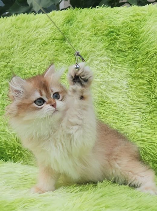 Шотландський хлопчик Золота шиншила