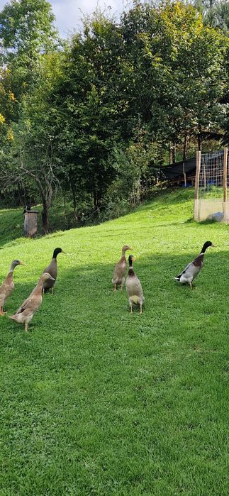 Kaczki biegus indyjski