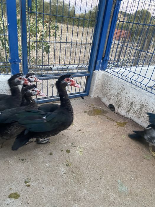 Patos mudos do campo
