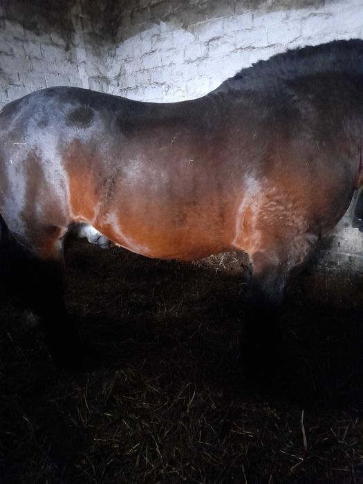 Sprzedam ogierka arden polski