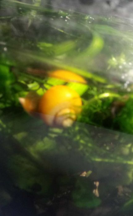 Roślinki i ślimaki wymienię na rybki akwariowe