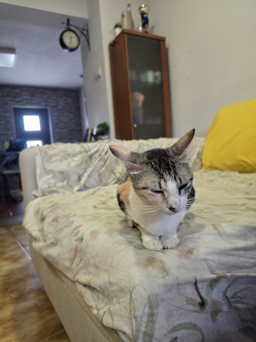 Para adopção responsável