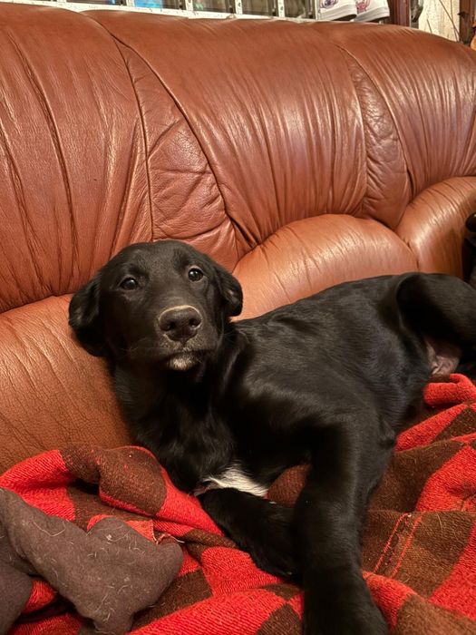 Cachorrinhos para adoção