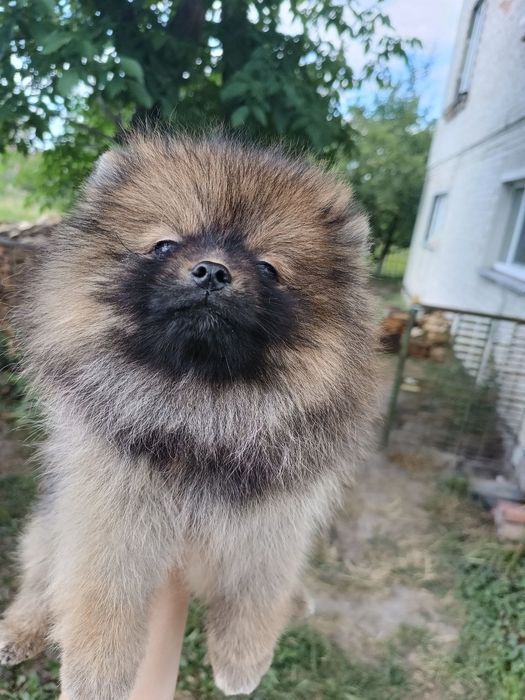 Шпіци ведмедики ціна знижена