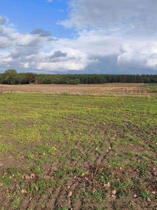 Sprzedam gospodarstwo rolne 23,6 ha z lasem i zabudowaniami – Ryszewko