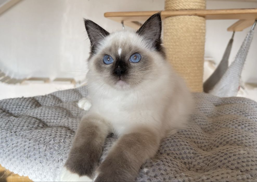Kocurek Ragdoll Cenzo  seal mitted, rodowód FPL