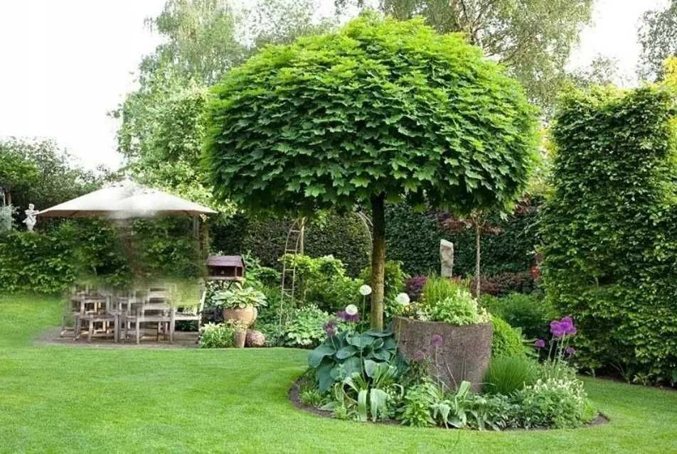 Klon GLOBOSUM Acer kulisty PURPLE GLOBE Golden Globe drzewa alejowe