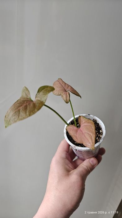 Syngonium Regina Red