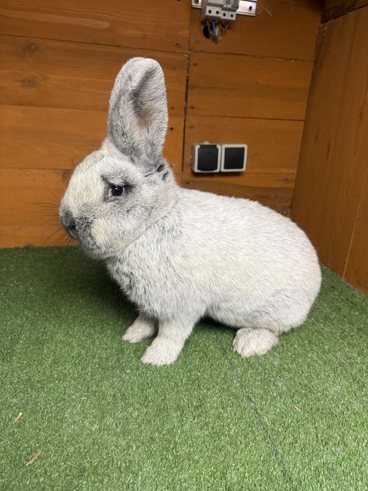 Wielki Jasnosrebrzysty samica rodowód