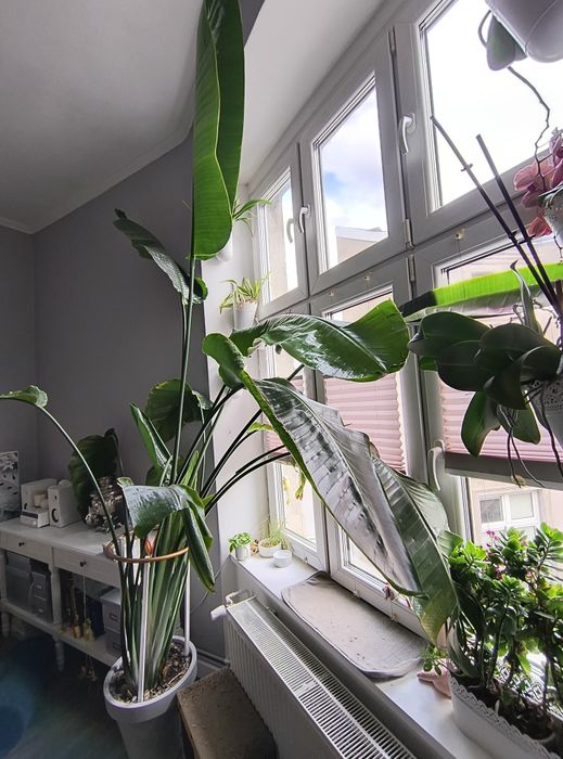 Piękna strelicja.  Zdrowa, ok 3 metry.