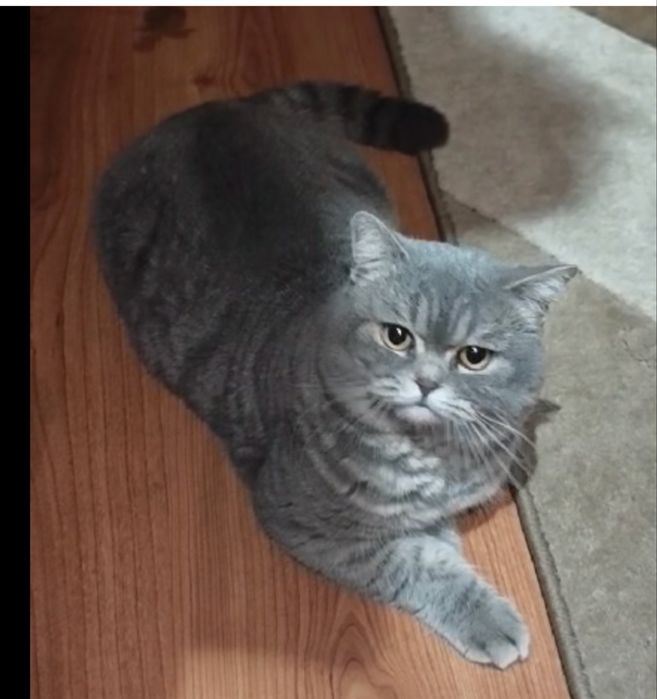Котики шотландські