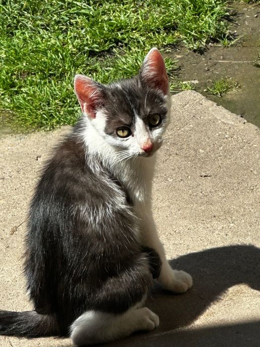 Віддам кота в добрі руки!!