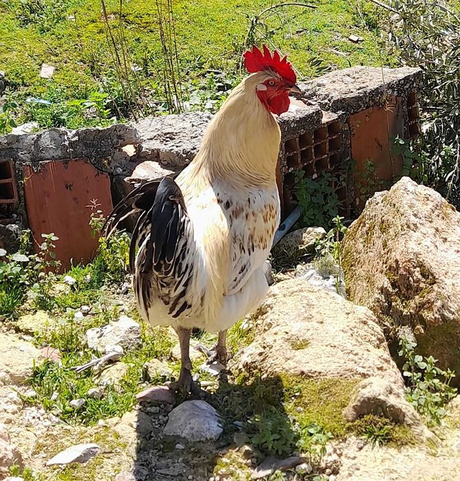 Vende animais de quinta