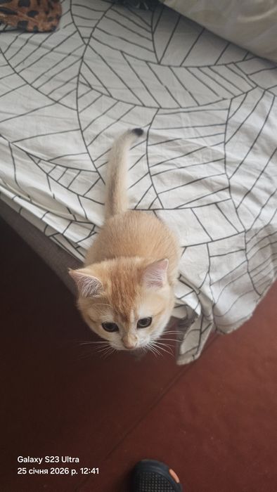 Кошенята Британська Шиншила Золотиста ,лишився котик, окрас світлий