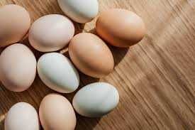 Kury nioski kurki z pierwszym jajkiem.Dowóz Gratis.Rosa Leghorn Messa