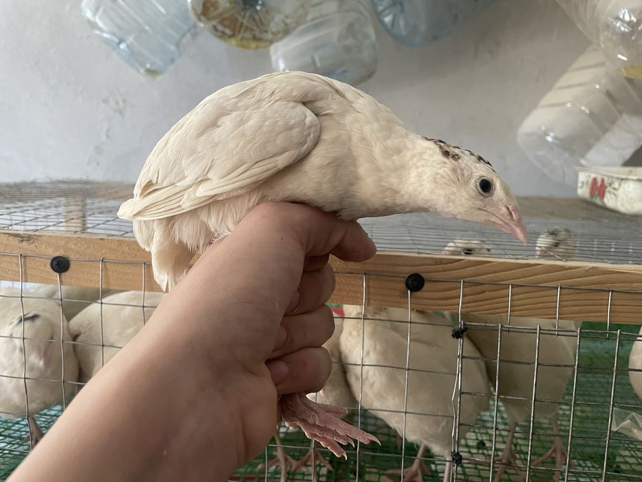 Перепілки породи техас