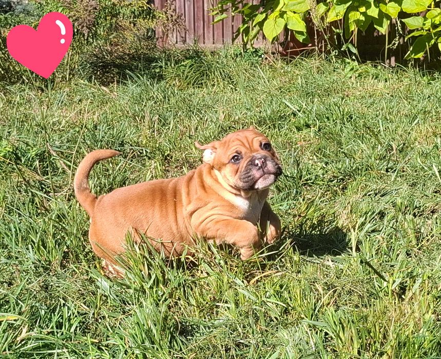 Buldog Kontynentalny