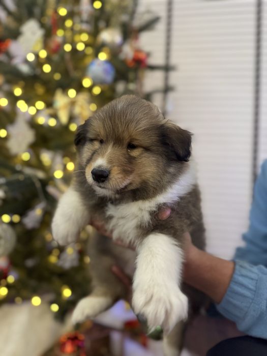 Szczeniak Owczarek Szkocki Długowłosy- gotowy do odbioru :)