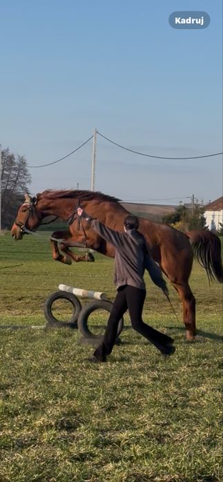Sprzedam klacz wielkopolską