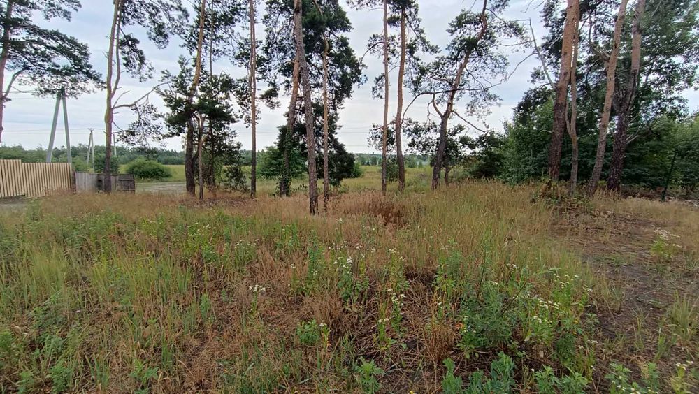 Ділянка серед сосен, 8 соток, нові будинки.