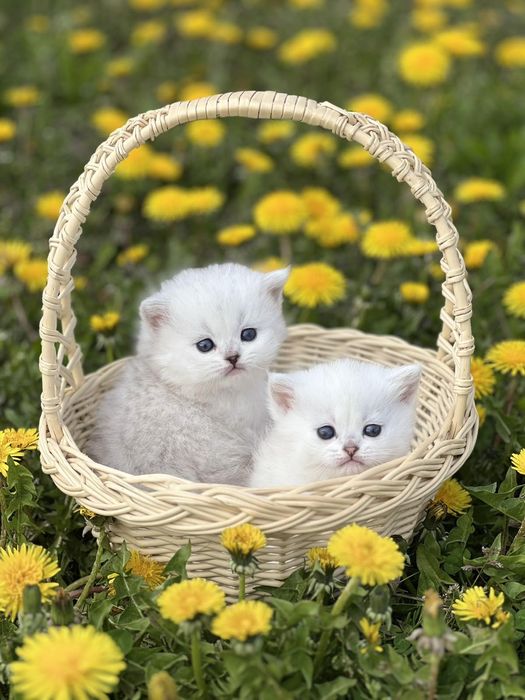 Котята ns11 шиншилла серебріста