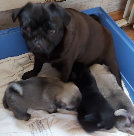 Щенок мопса , девочки