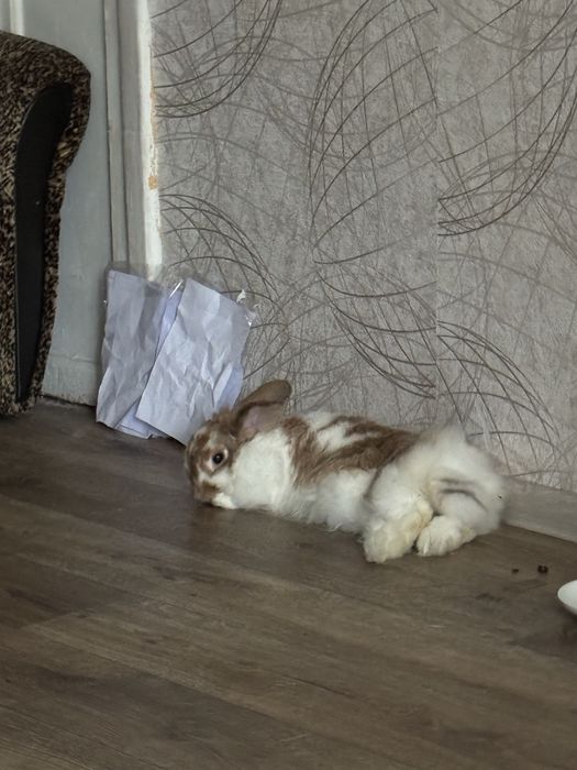 Кролик к лучшим людям