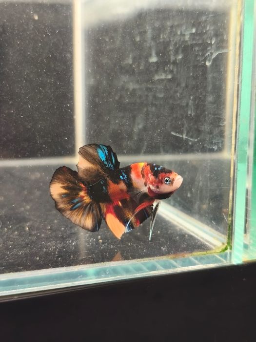 Bojownik // Bojownik