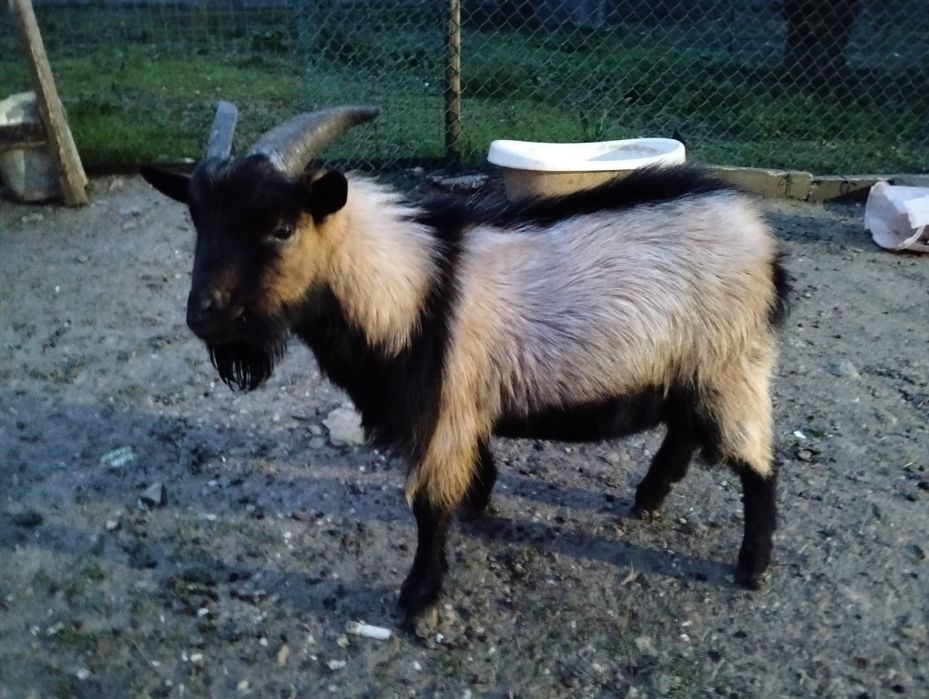 Bode anão com 10 meses