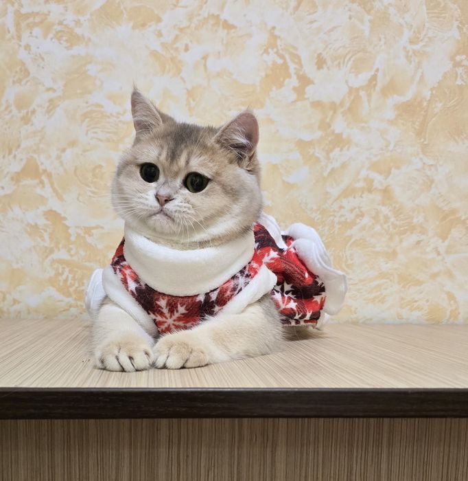 Кому шотландскую снегурочку?