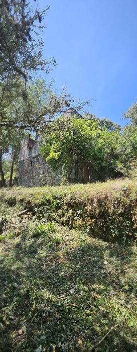 Terreno - Olival - Castelo Bragança