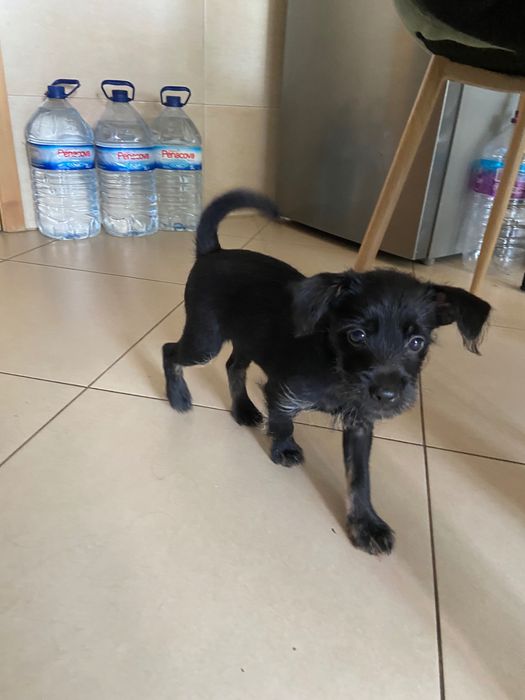 Da se cãozinho de raça pequena