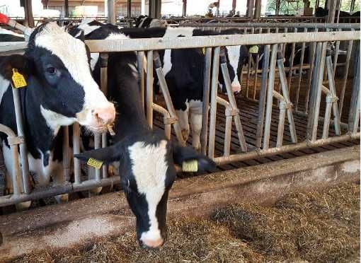 Продам  Або Обміняю Діюче Агропідприємство