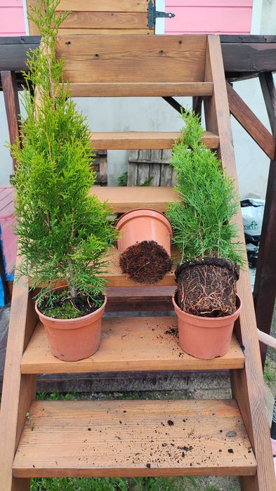 Tuja szmaragd 50-60 doniczka C2