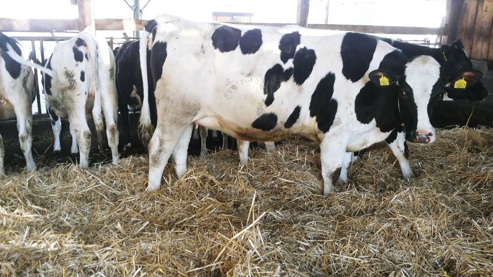 jałówka hodowlan cielna