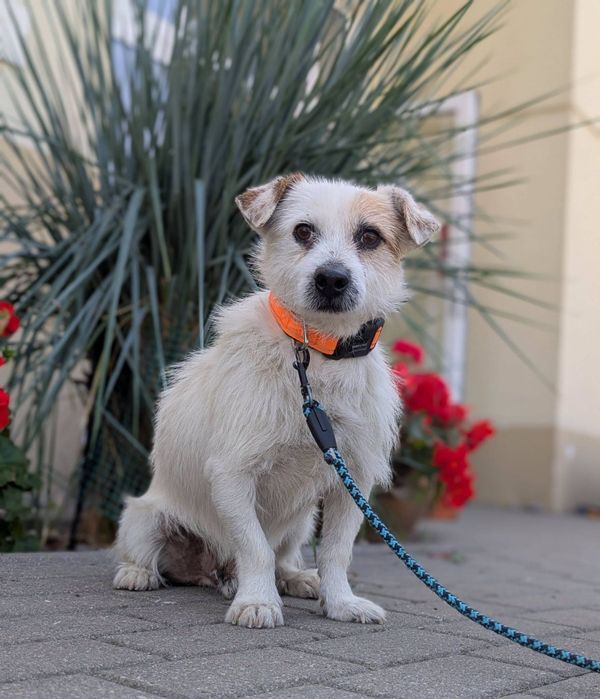 Delikatny Kardynał w typie Jack Rusell Terrier szuka domu. ADOPTUJ