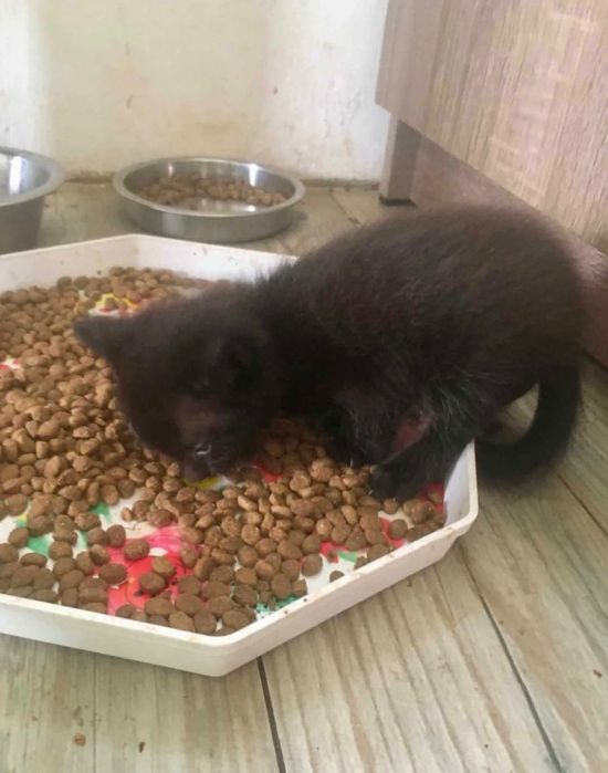 Кошенята віддам